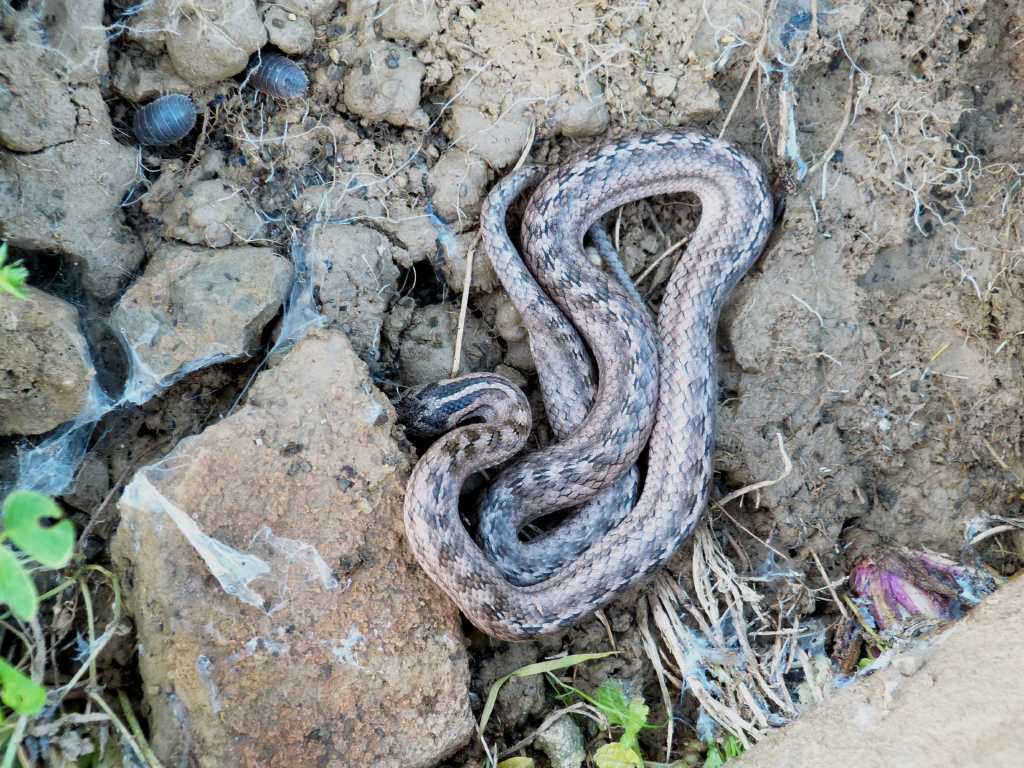 Colubro di Riccioli - Tolfa (RM)